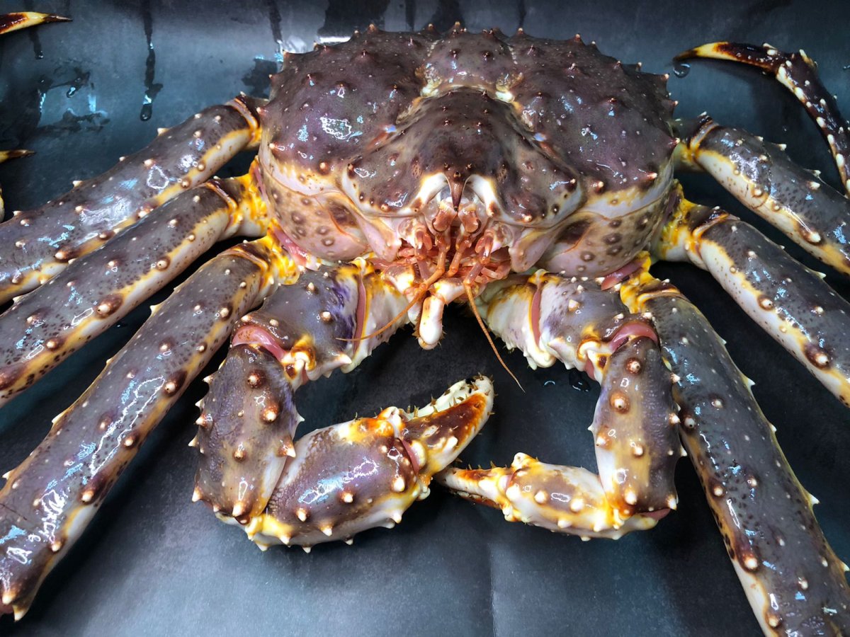 Королевский краб Сахалин