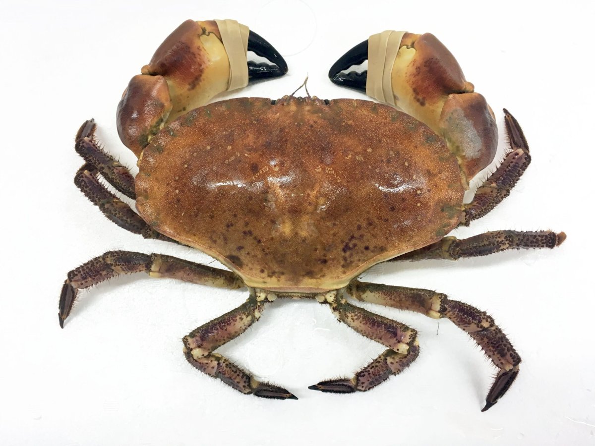 Стыдливый краб