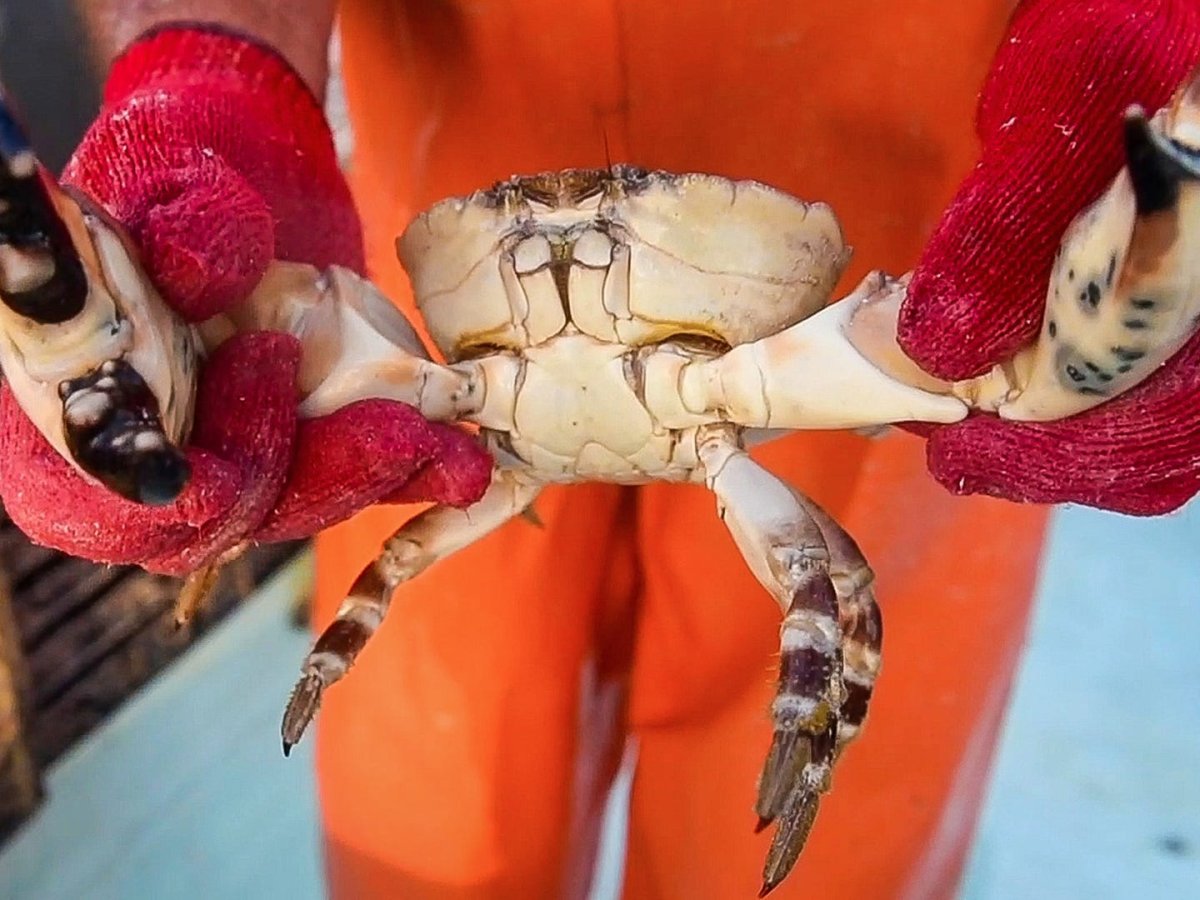 Каменный краб