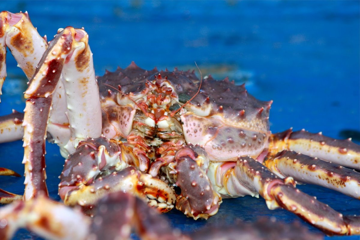 Краб волосатик