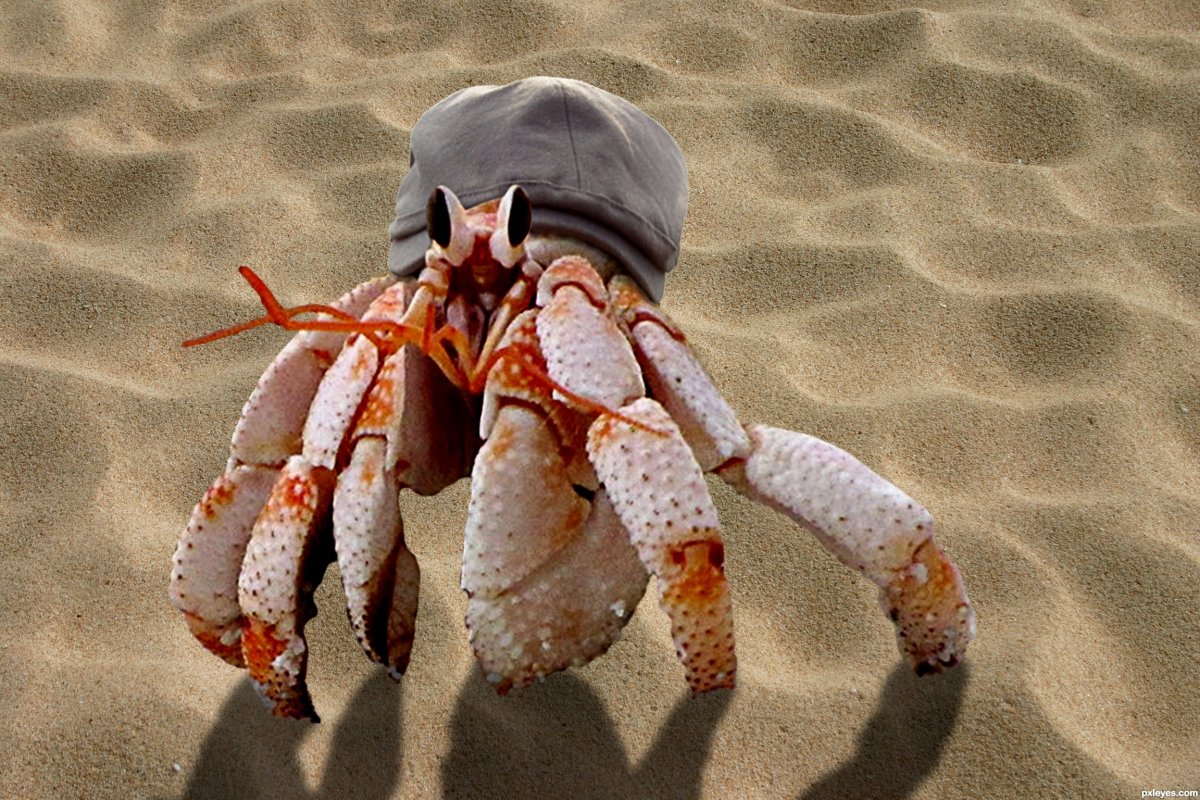 Краб в очках