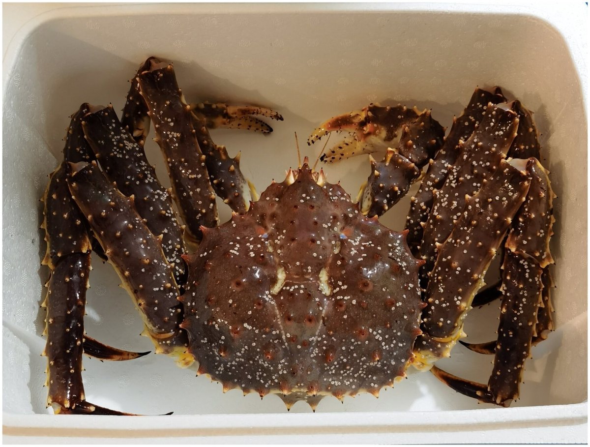 Устричный краб