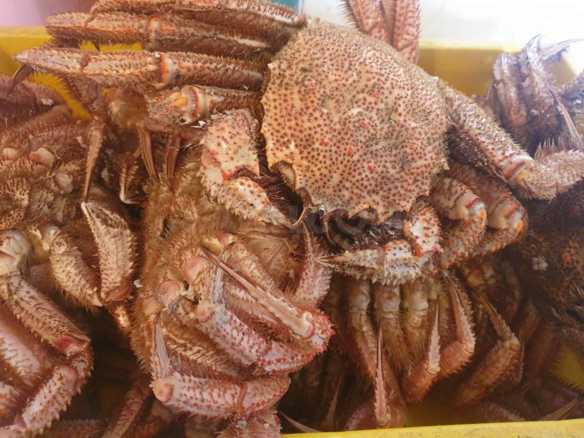 Краб волосатик живой