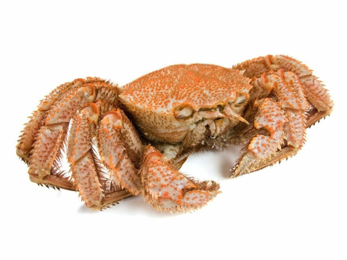 Краб волосатик