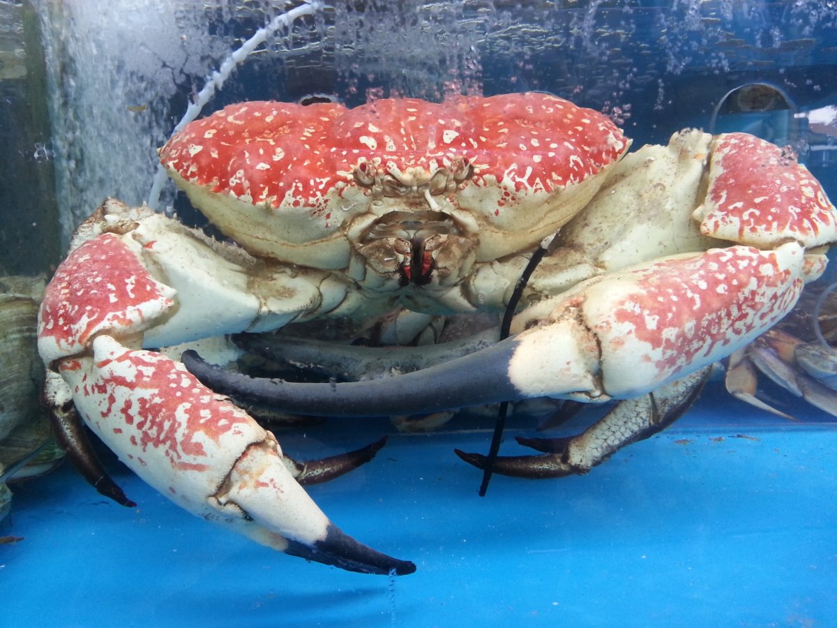 Австралийский краб паук