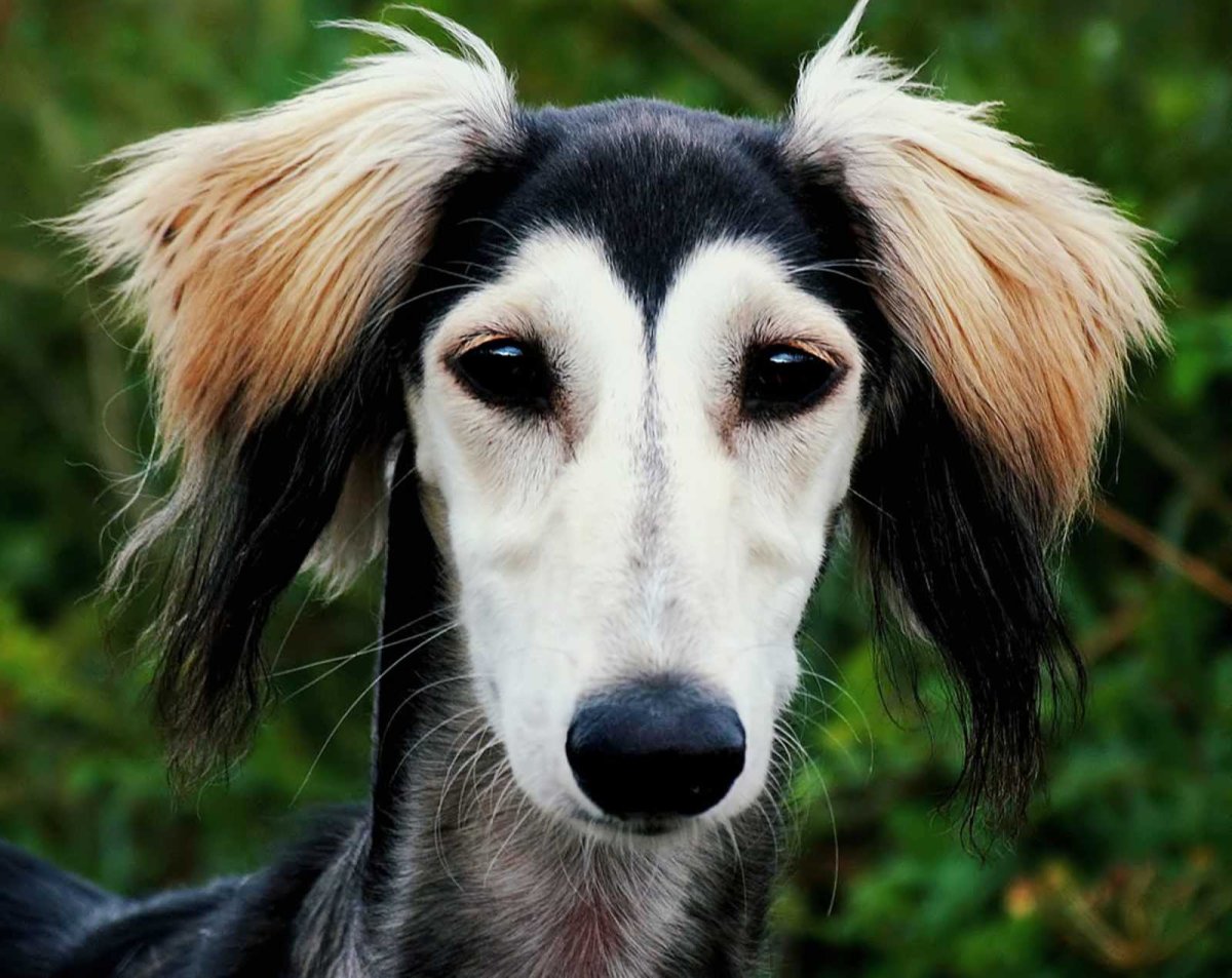 Грейхаунд салюки