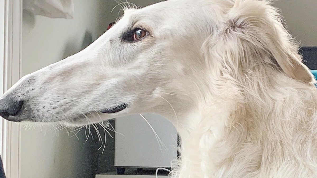 Борзая Эрис собака