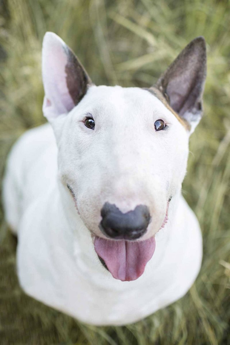 Бойцовский бультерьер