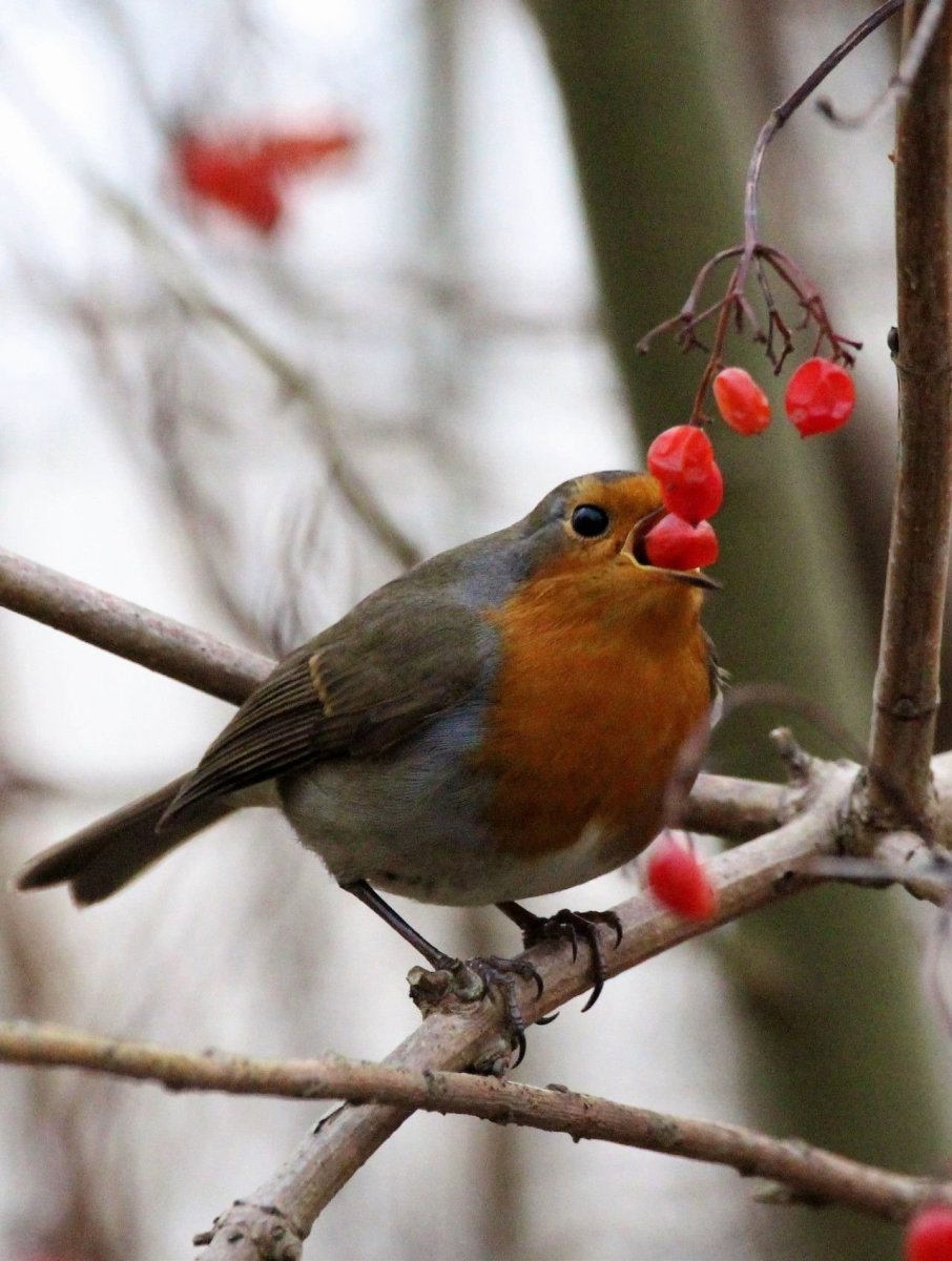 Зарянка, Щур