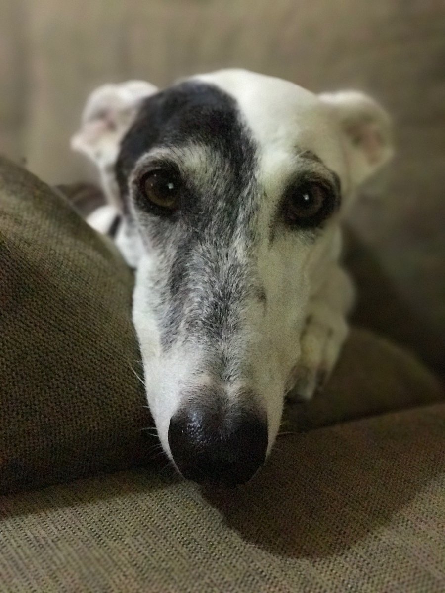 Маленькая собака с длинной мордой