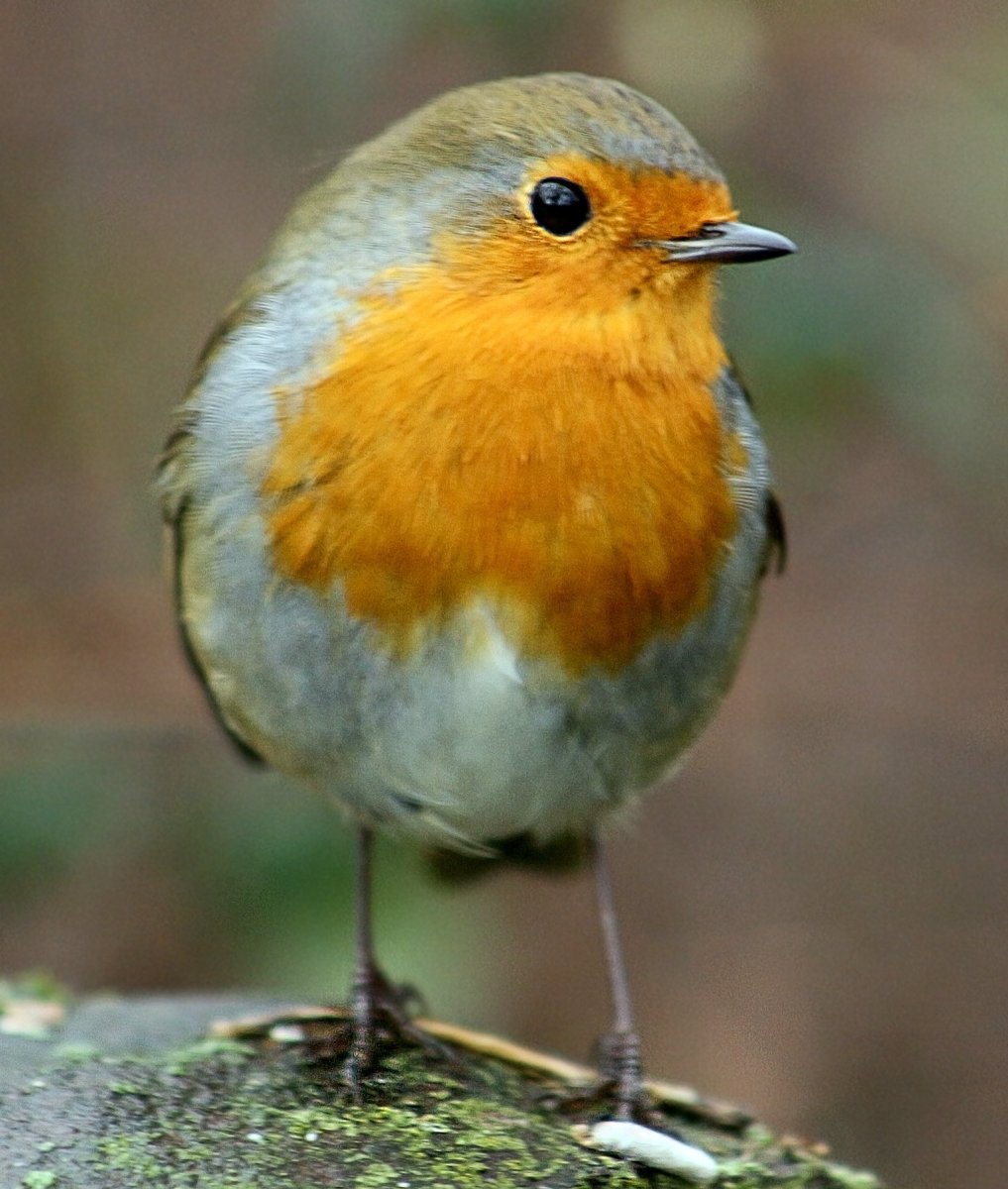 Зарянка Зорянка