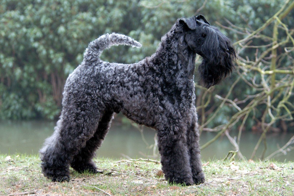 Керри Блю терьер щенки