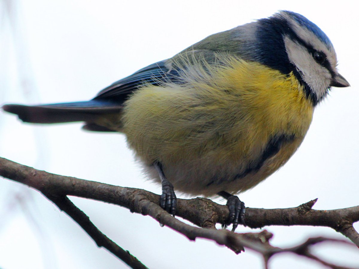 Птичка на 1 час