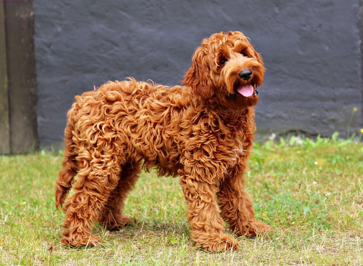 Австралийский Лабрадудл