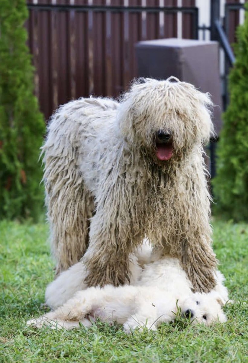 Кудрявые собаки большие белые