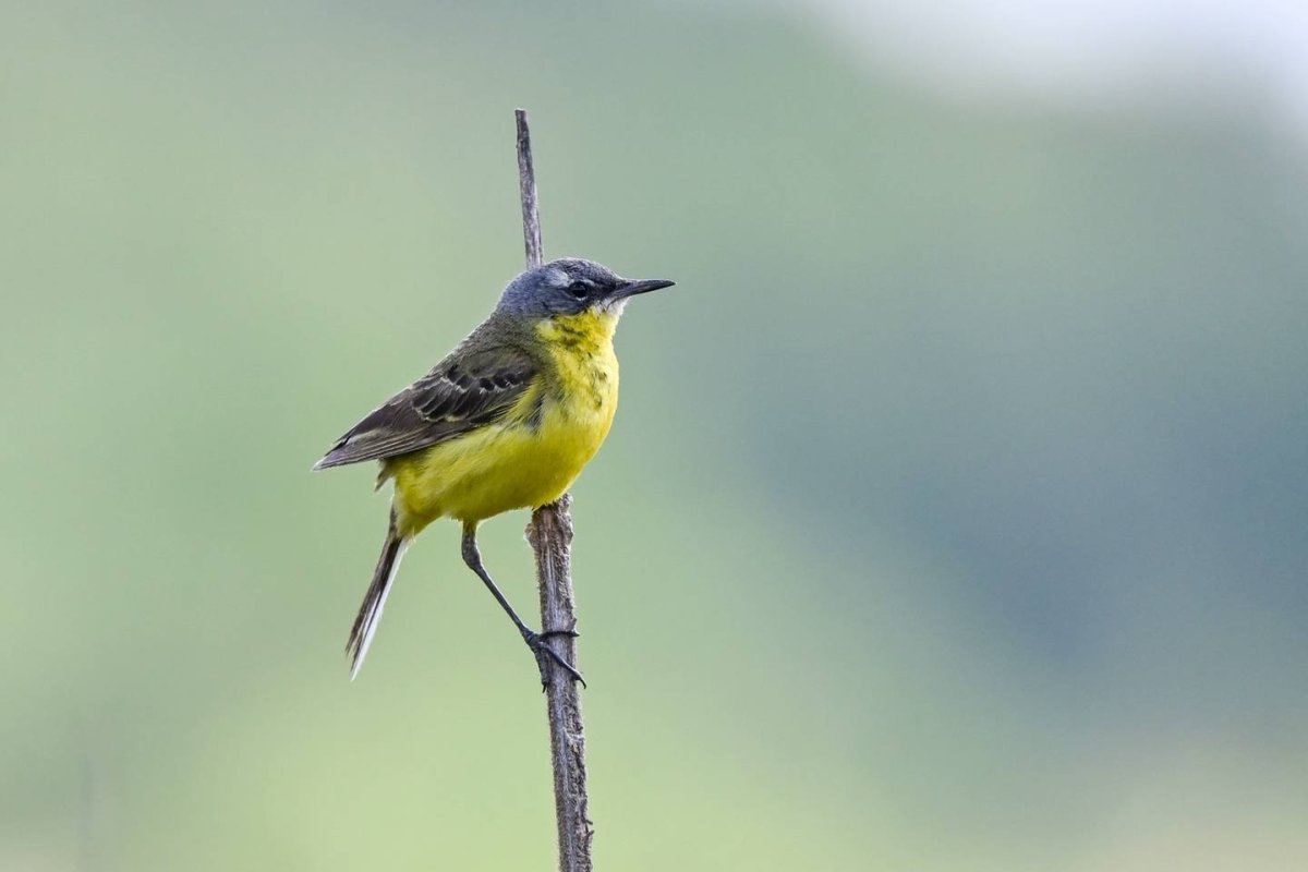 Птенец желтой трясогузки