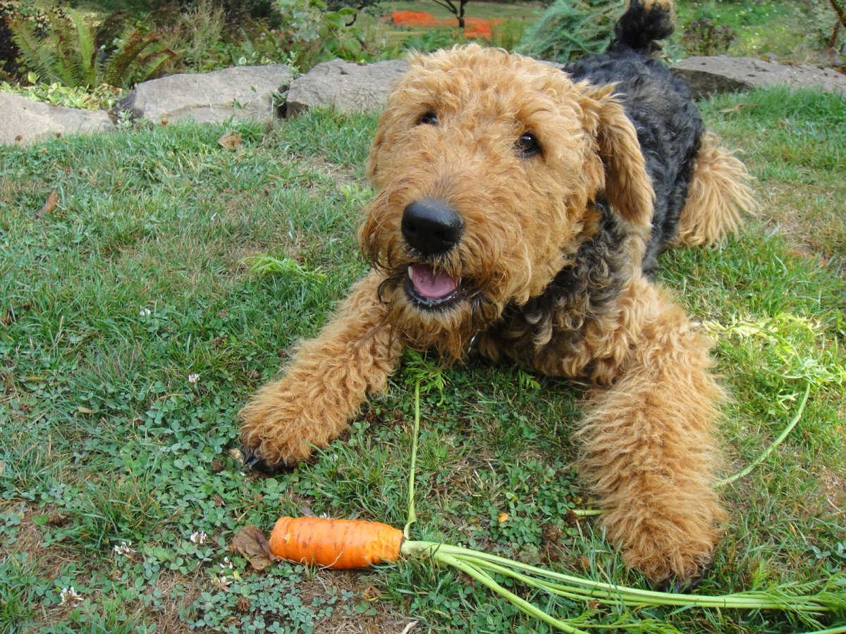 Терьер рыжий кучерявый