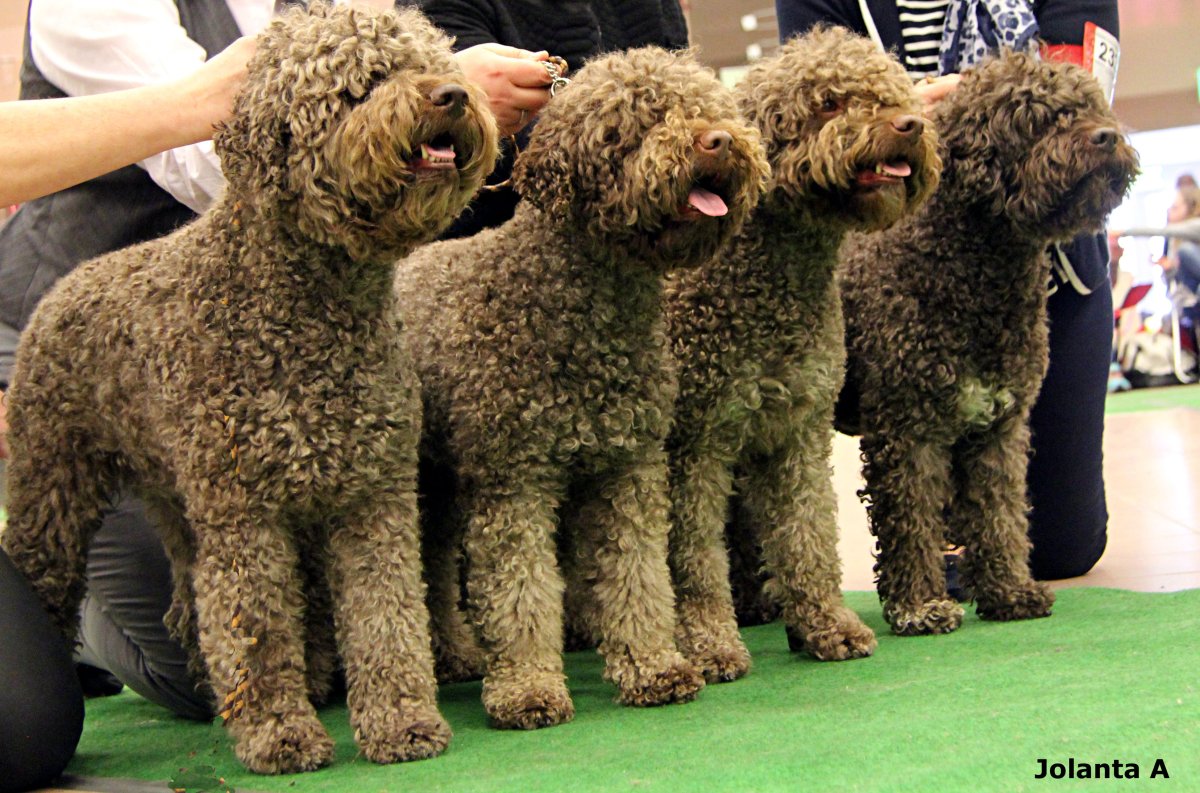 Лаготто-романьоло порода