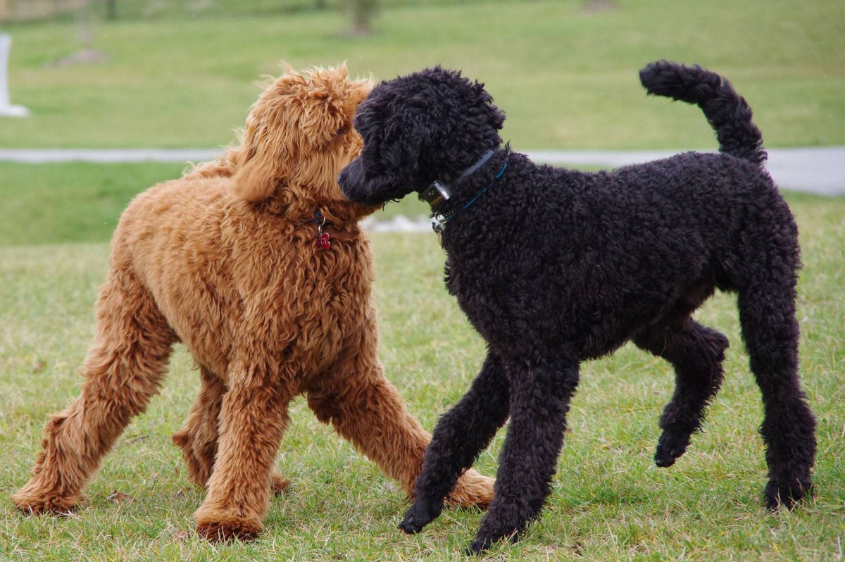 Королевский пудель