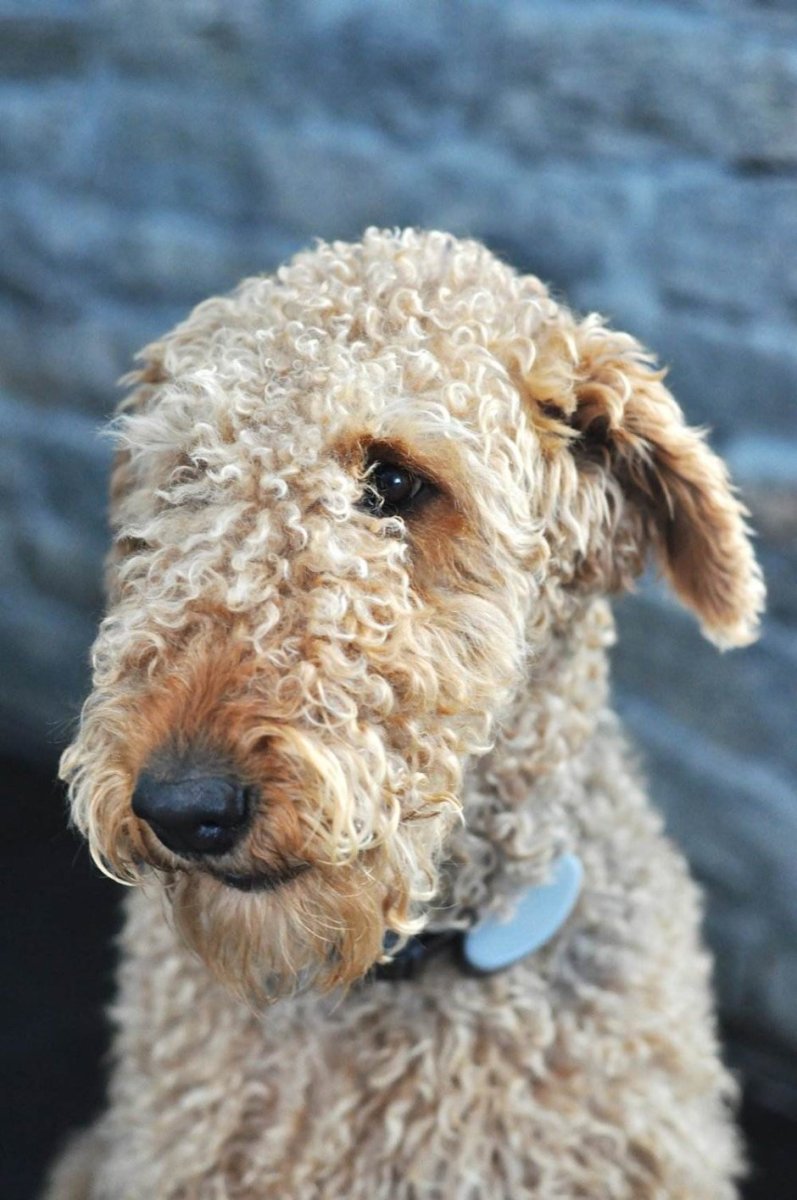 Кучерявый терьер