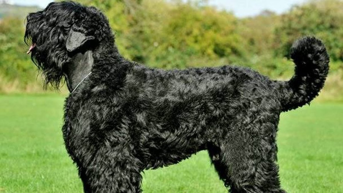 Черный терьер нестриженный