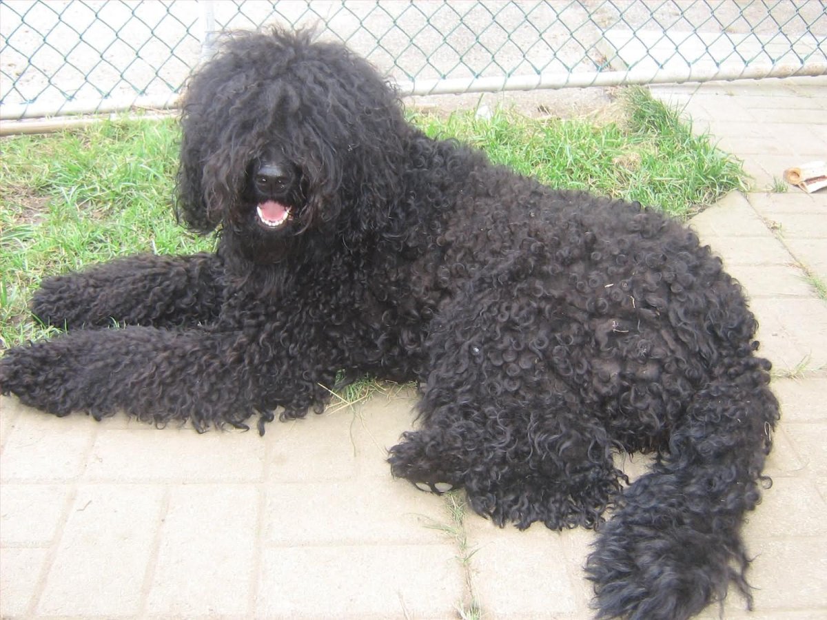 Барбет терьер