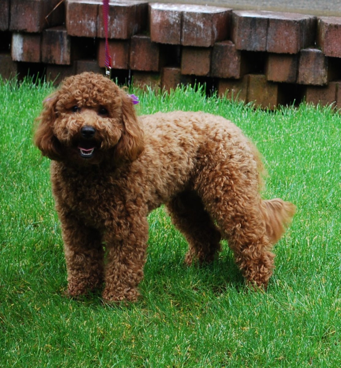 Карликовый пудель