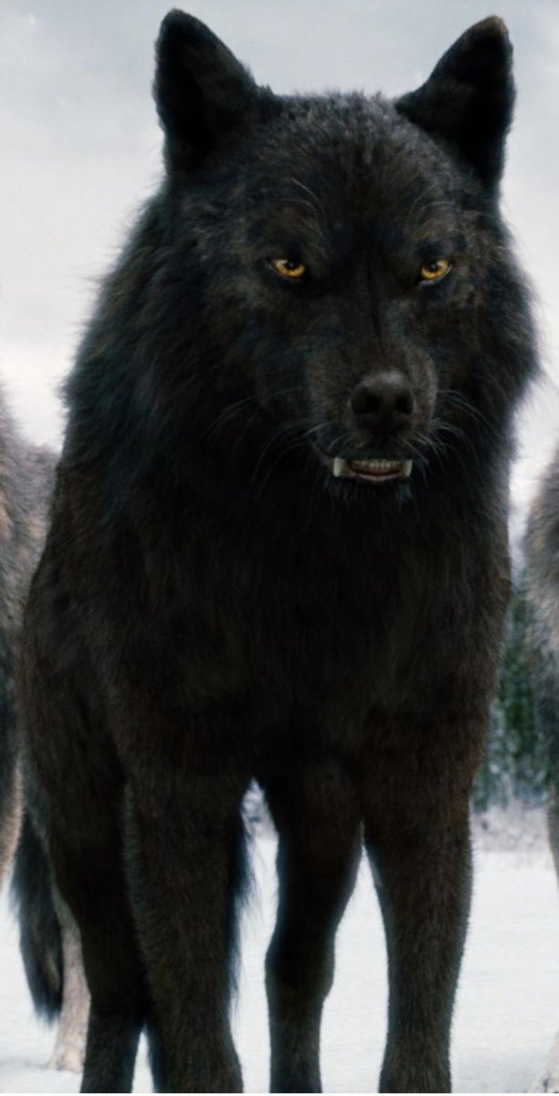 Черный Аляскинский волк