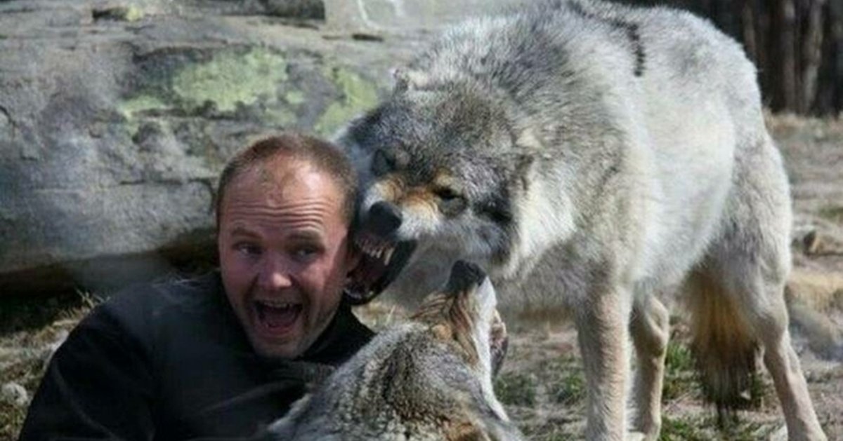 Самые большие волки в мире