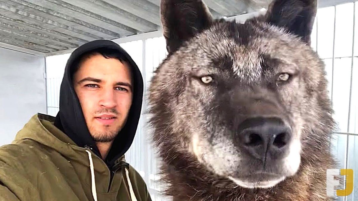 Канадский волкособ вольфхунд