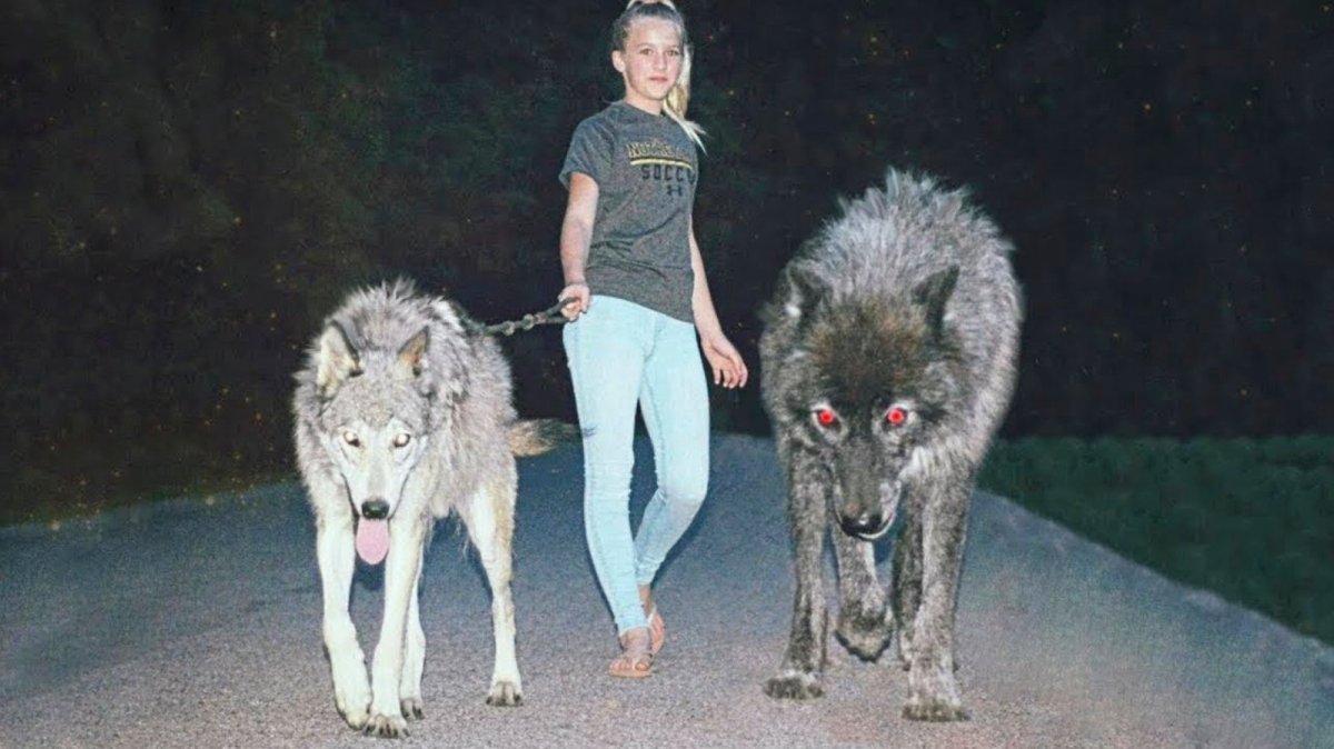 Волкособ большой