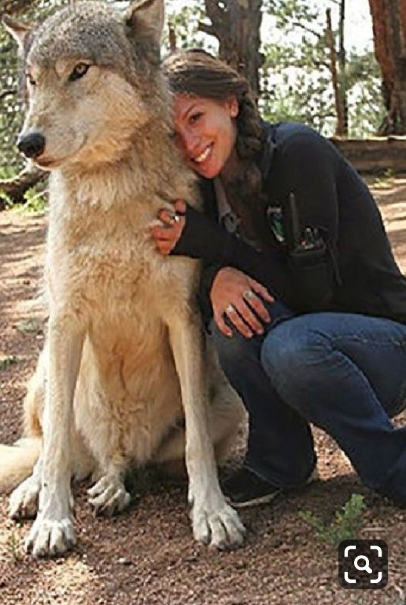 Волкособ гигант