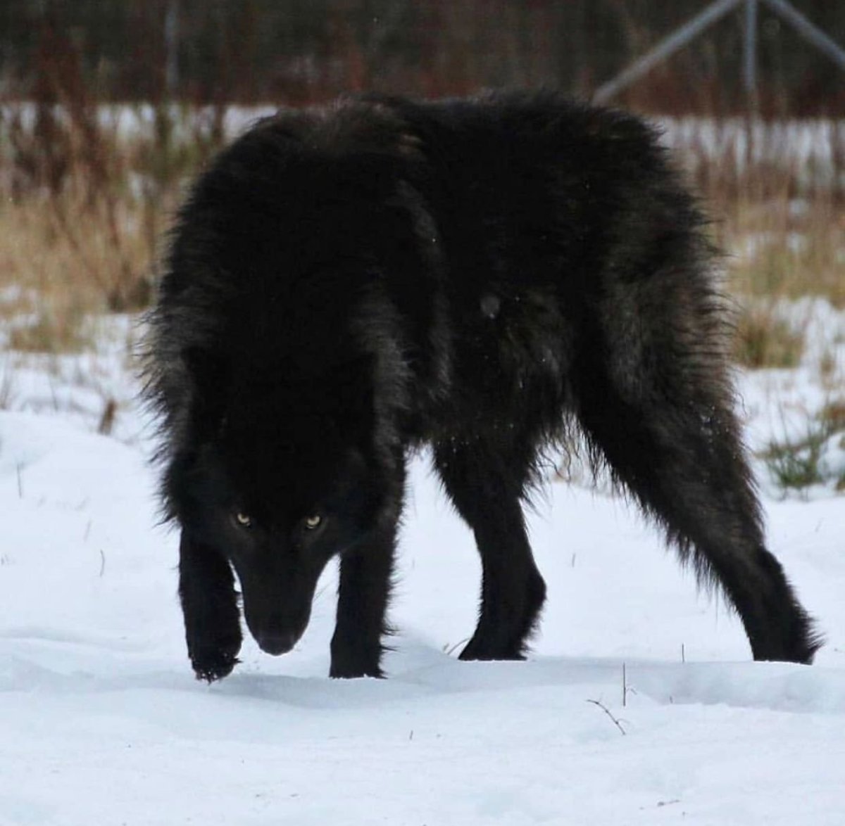 Волкособ черный