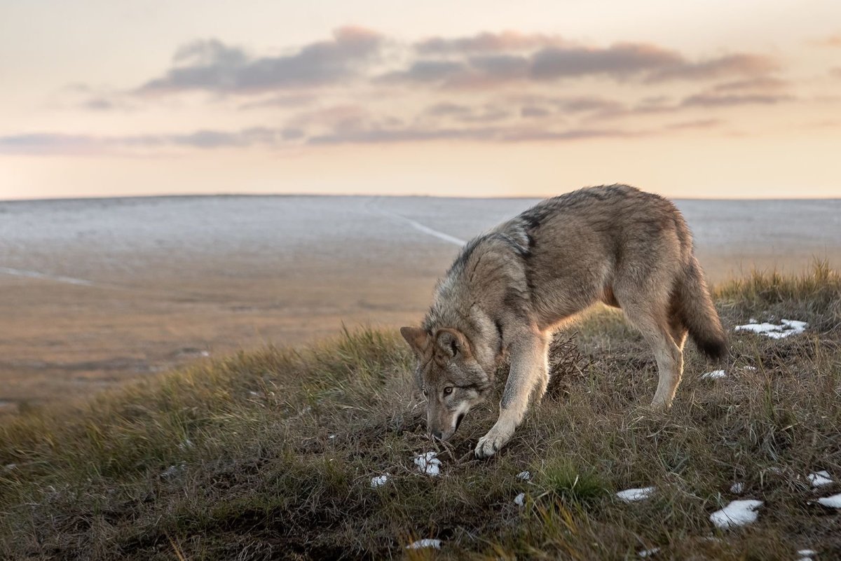 Доисторический волк