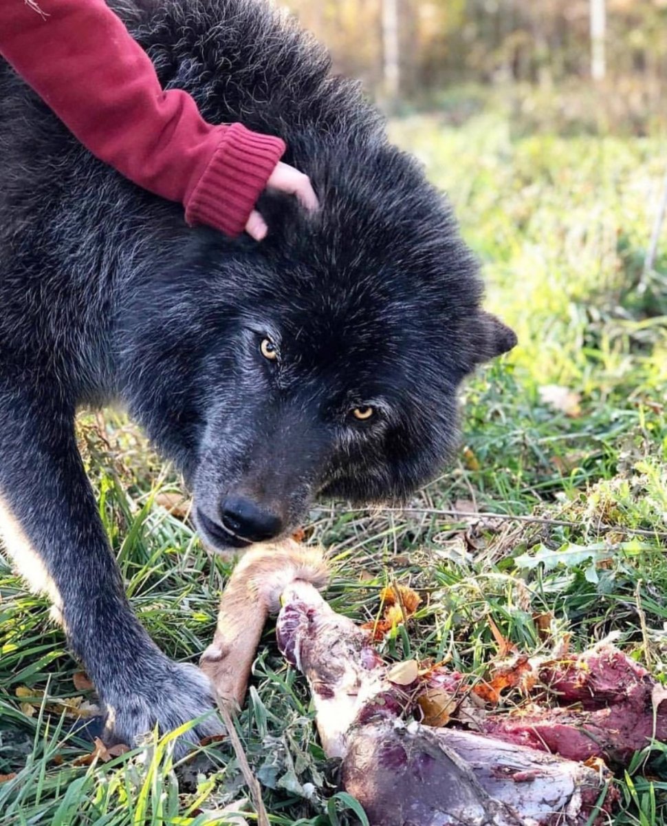 Канадский волкособ вольфхунд