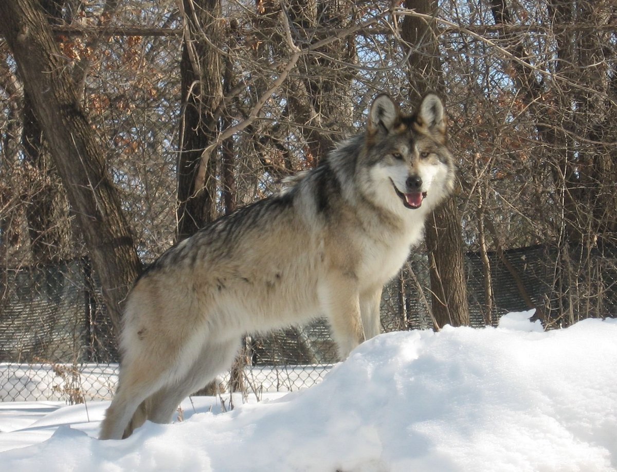 Сибирский волк большой