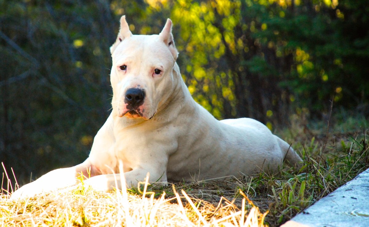 Порода собак аргентинский дог