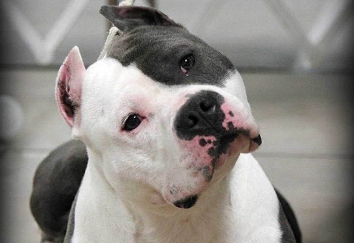 Американский стаффордширский терьер бойцовская