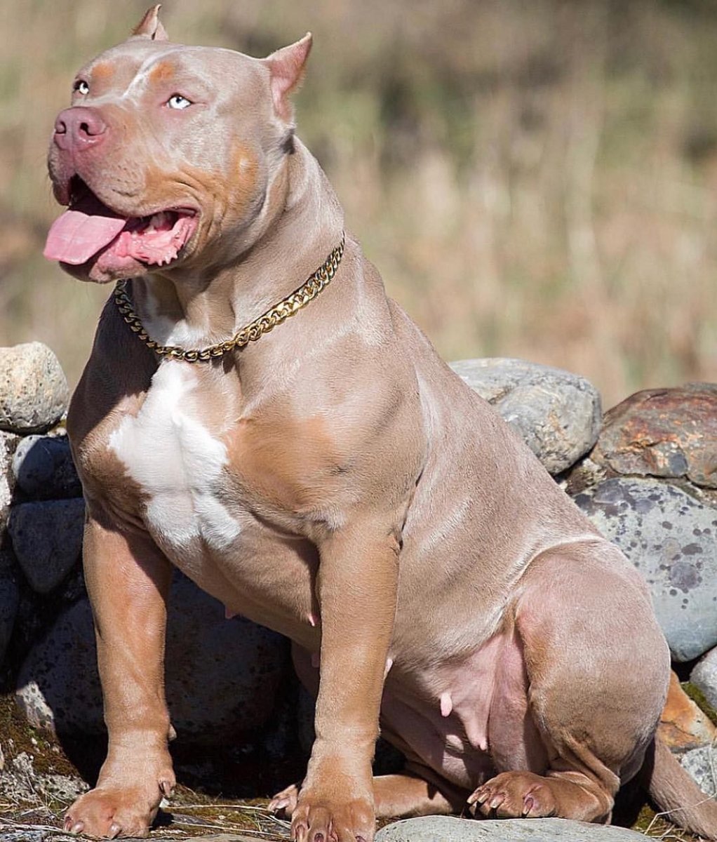 Американский стаффордширский булли