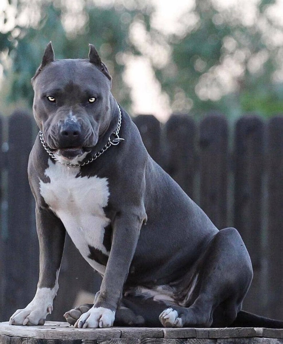 Питбуль терьер