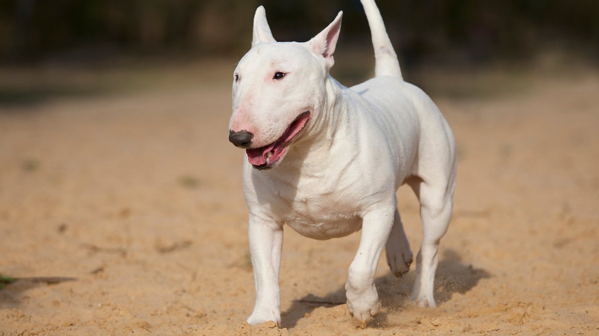 Порода бультерьер