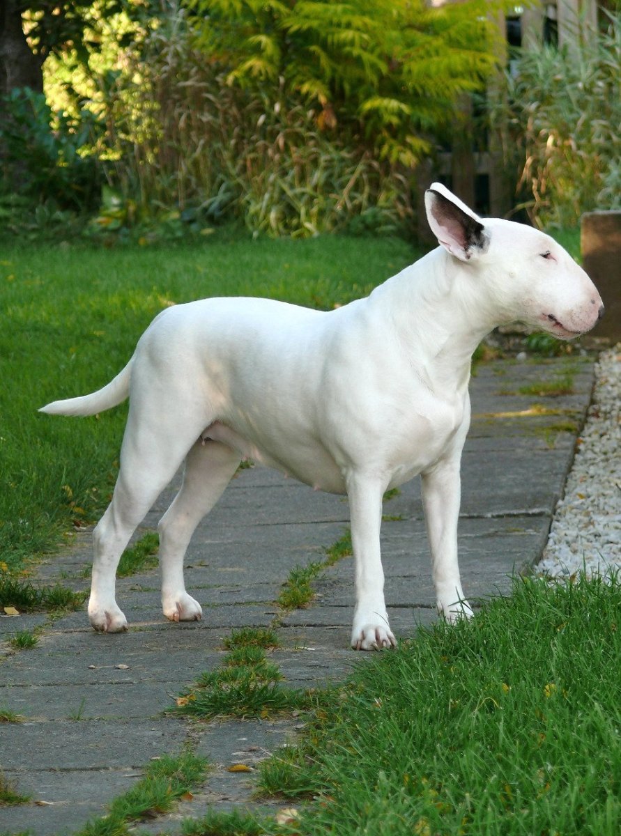 Шотландский бультерьер