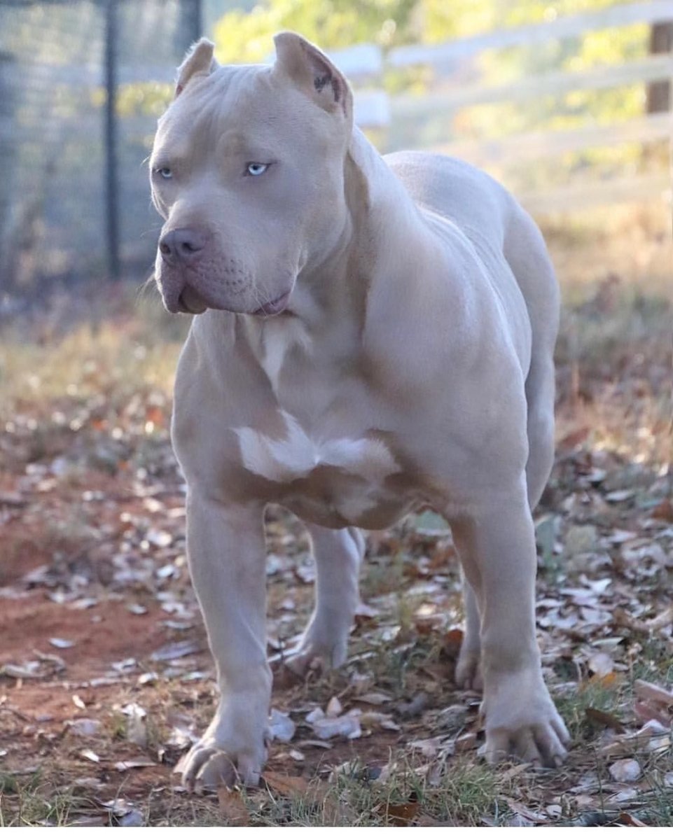 Аргентинский стаффордширский терьер