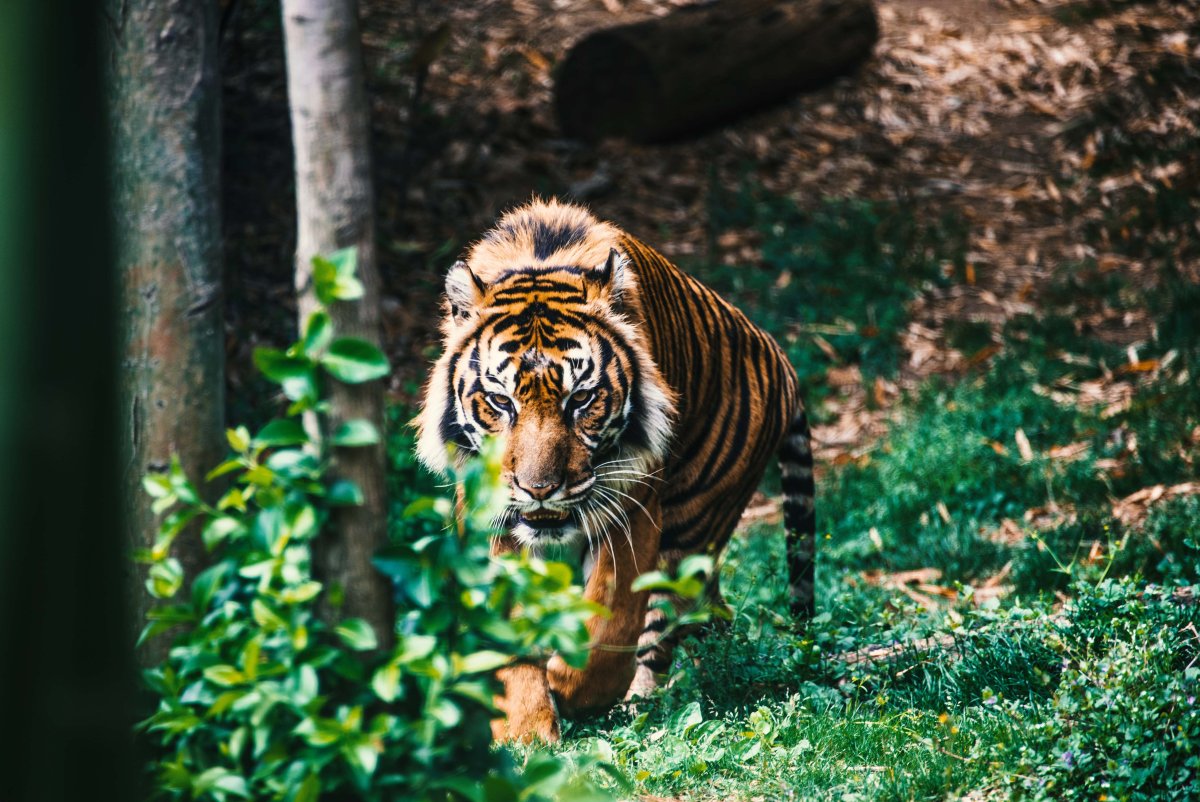 Тайгер тигр