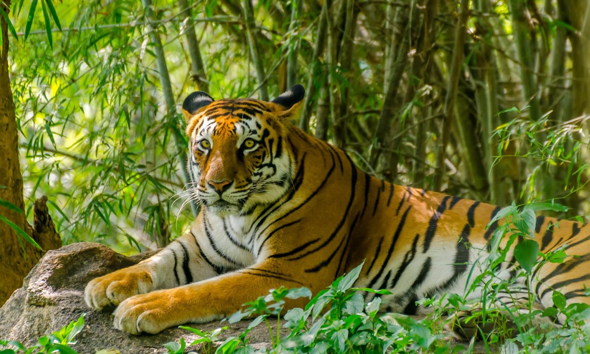 Бенгальский тигр