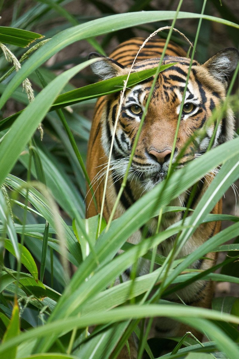 Тайгер тигр в джунглях