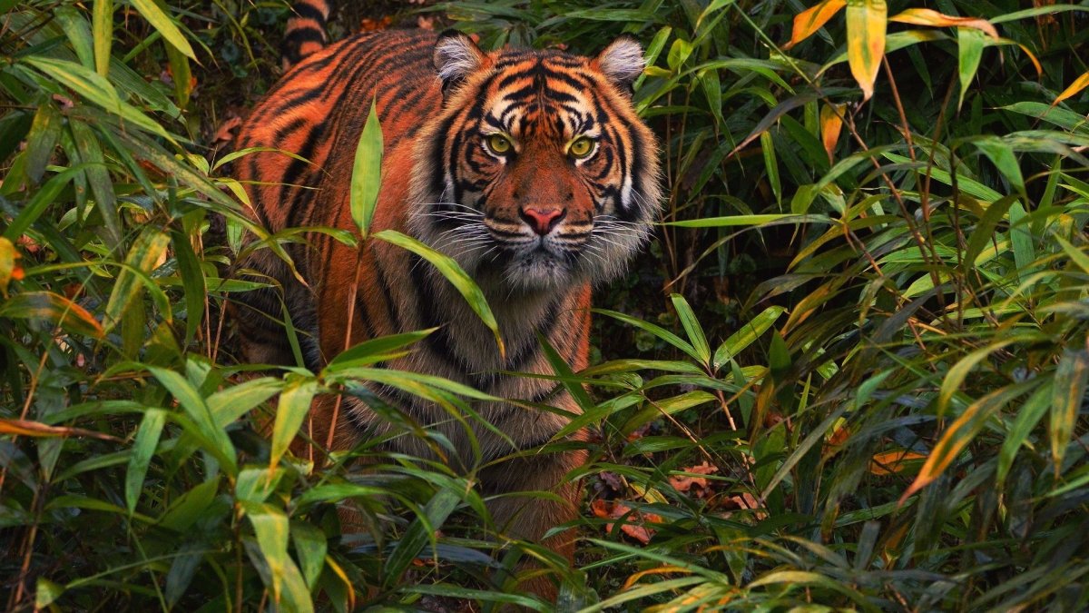 Суматранский тигр