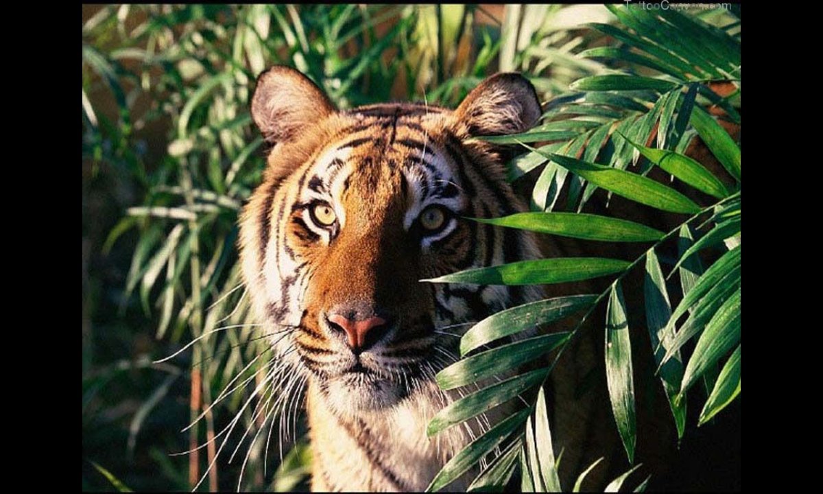 Тайгер тигр в джунглях