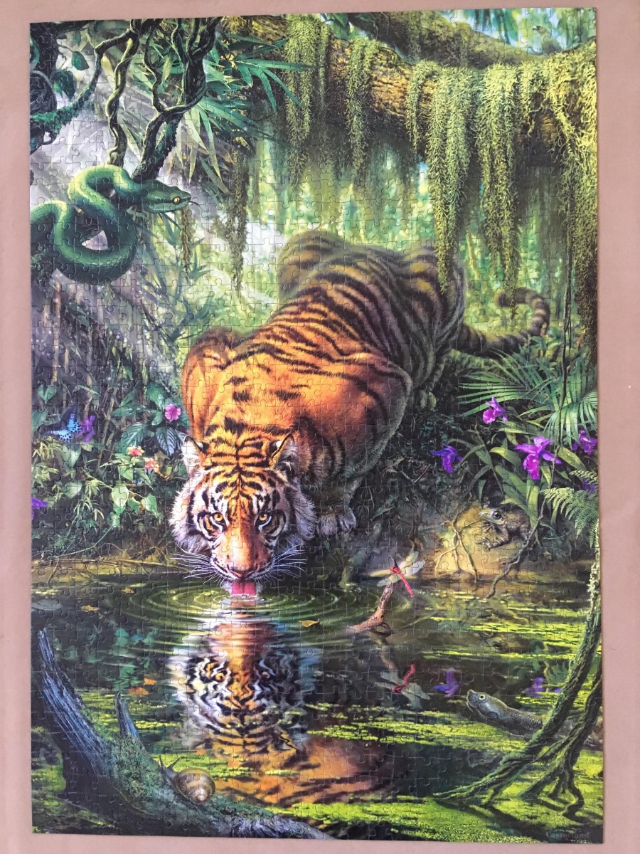 Castorland пазлы тигр