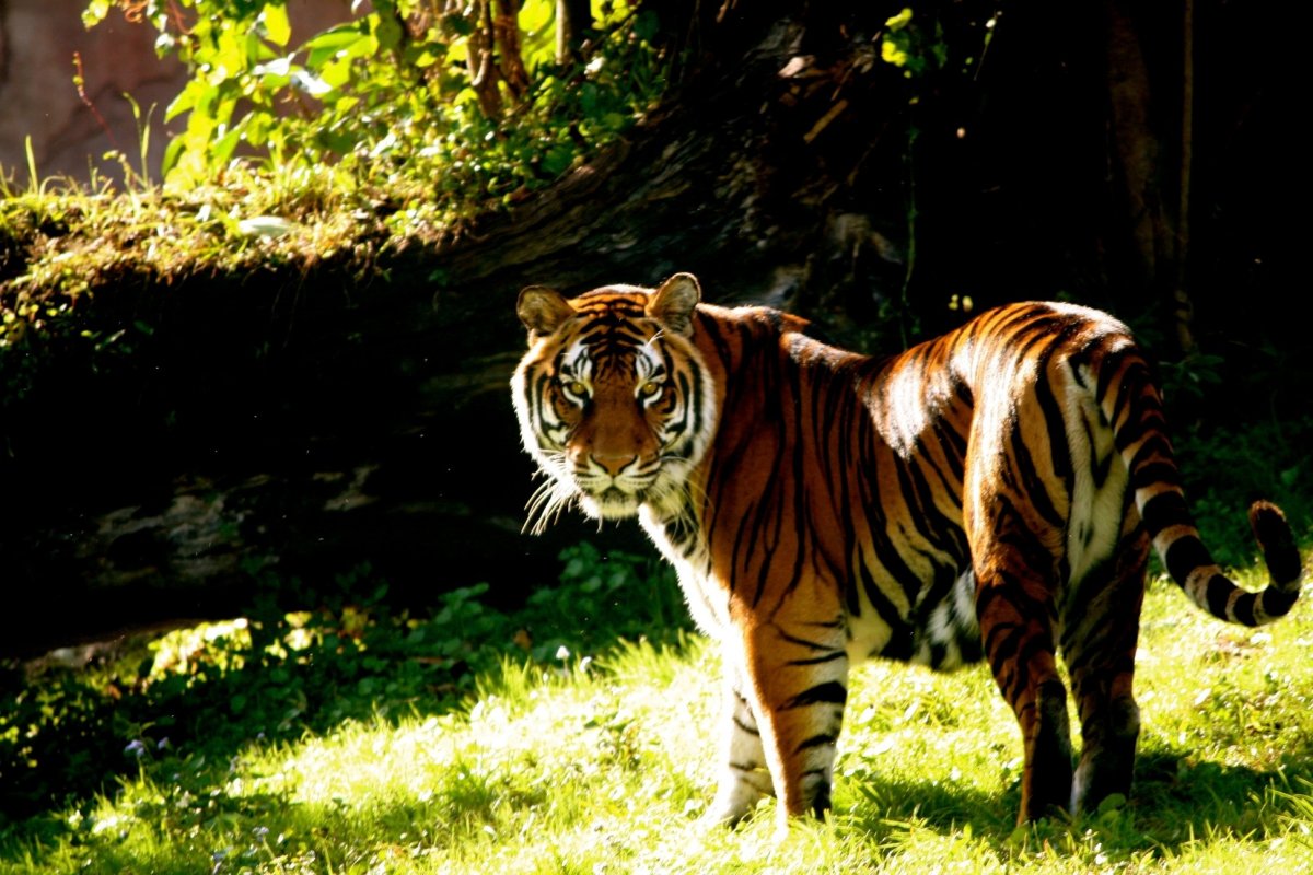 Африканский тигр